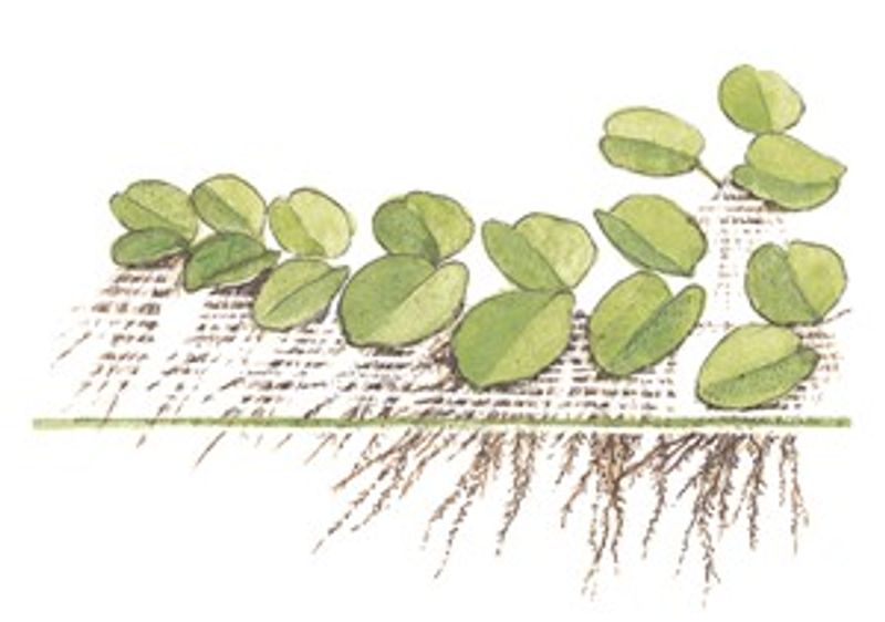 Salvinia auriculata - 1-2 Grow!