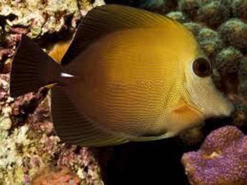 Zebrasoma scopas  /brun Kirug  large