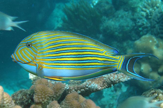 Hovedbilde Acanthurus lineatus ( klovne kirug )