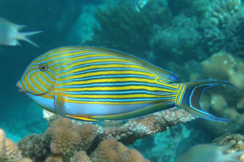 Acanthurus lineatus ( klovne kirug )