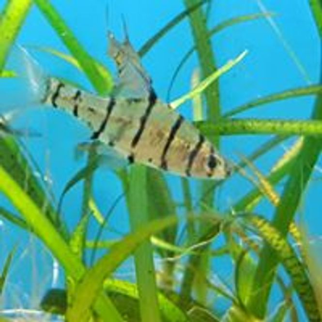 Hovedbilde Åttebands Barbe 