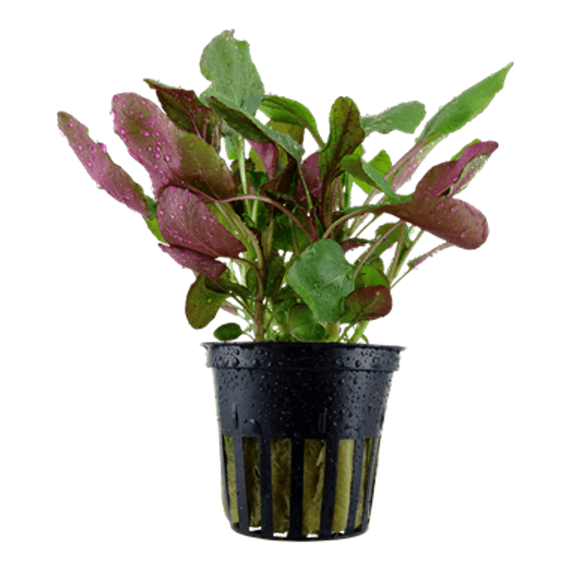 Lobelia cardinalis - Potte