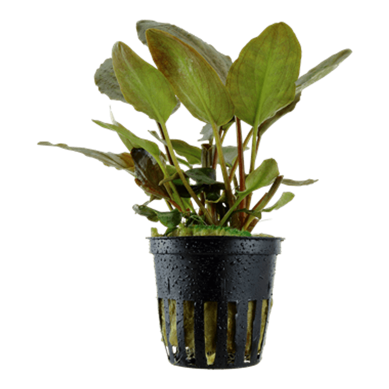 Lagenandra meeboldii 