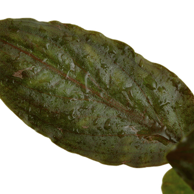 Hovedbilde Lagenandra meeboldii 