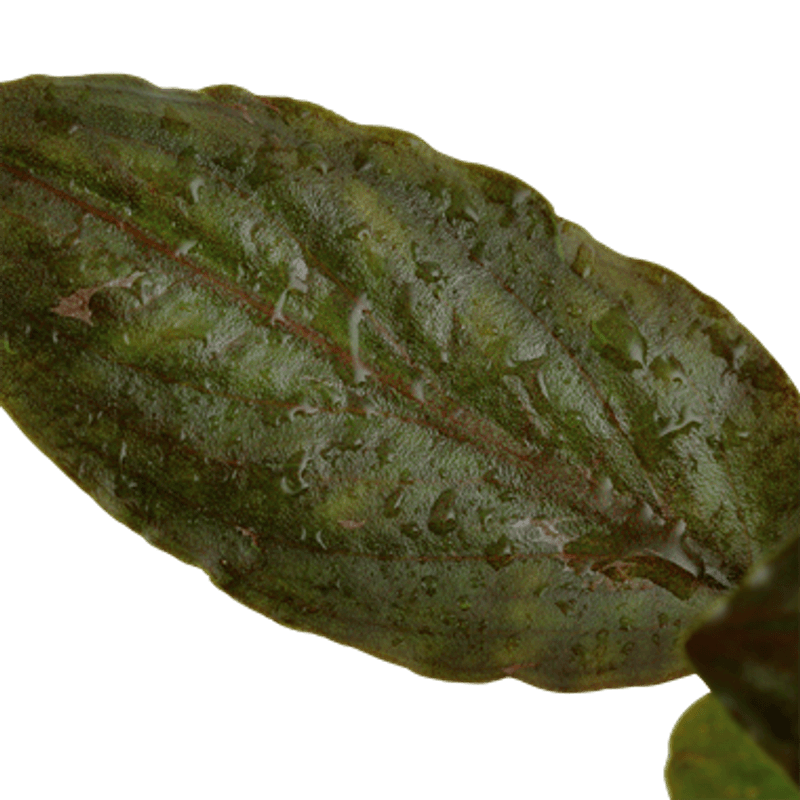 Lagenandra meeboldii 