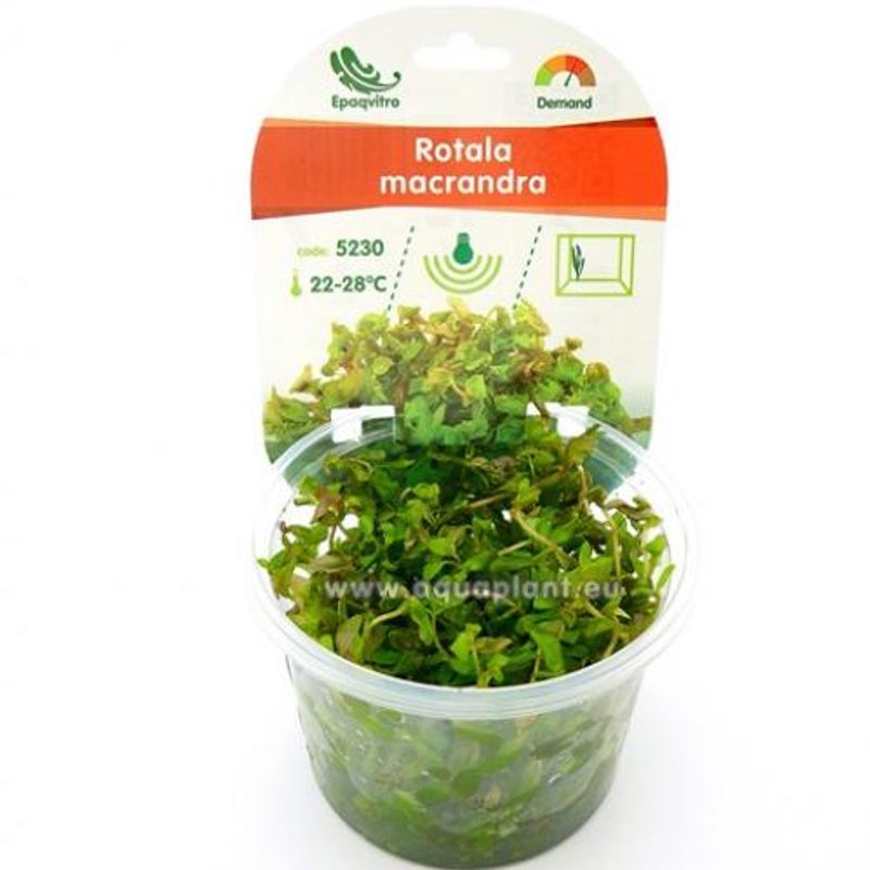 Rotala Macrandra  Mini epaqvitro