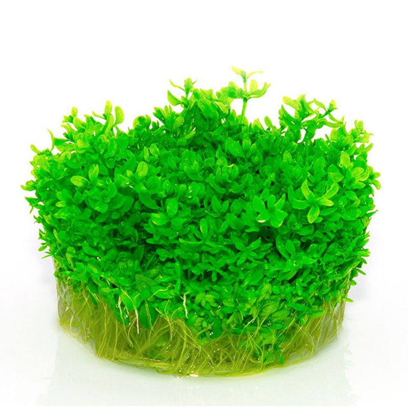 Micranthemum micranthemoides epaqvitro