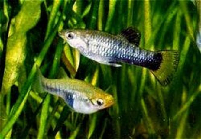 Hovedbilde Limia Melanogaster 