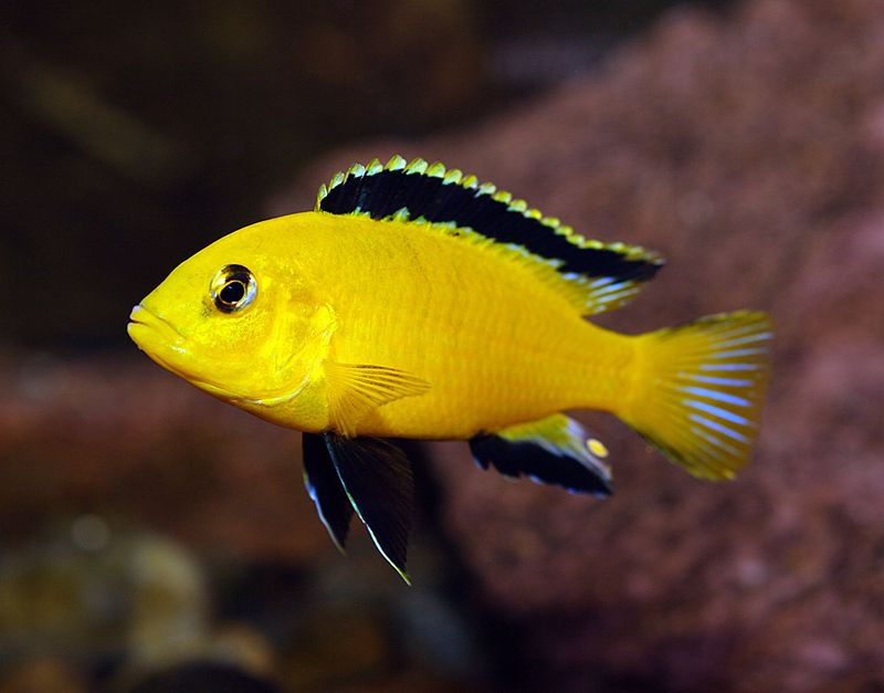 Labidochromis caeruleus 4-6cm