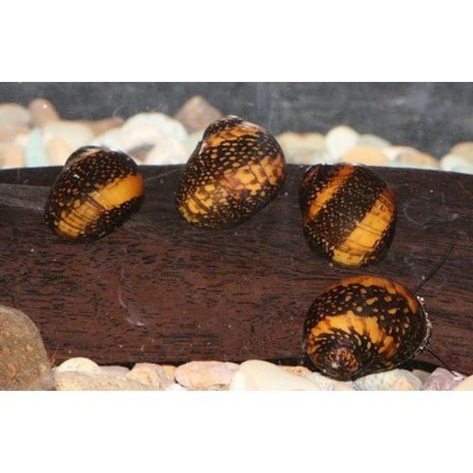 Hovedbilde Neritina sp.	batik 