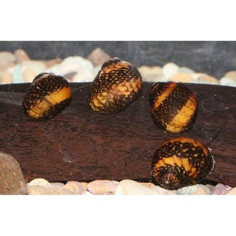 Neritina sp.	batik 
