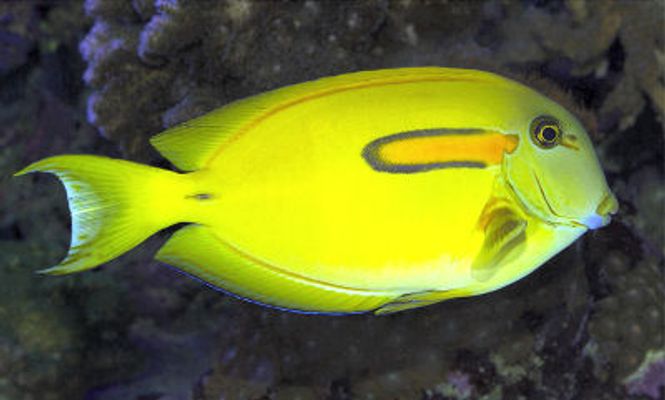 Hovedbilde Acanthurus olivaceus 10-12cm