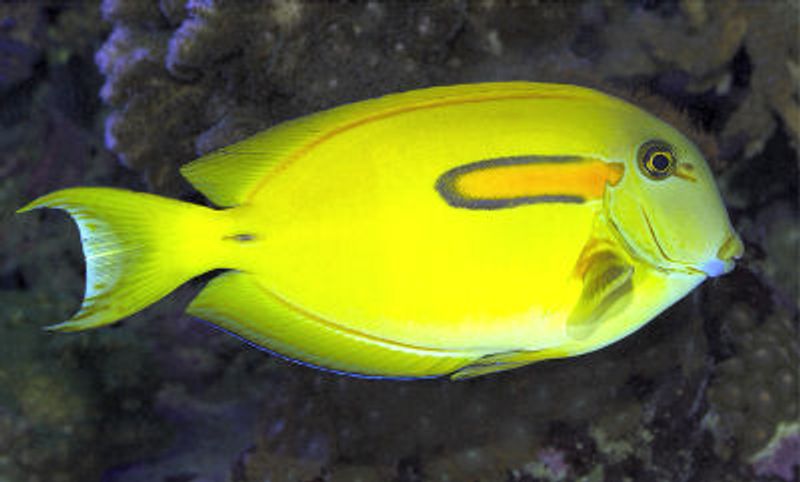 Acanthurus olivaceus 5-7cm