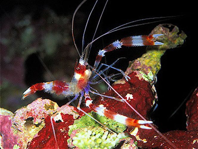 Hovedbilde Boksereke Stenopus hispidus