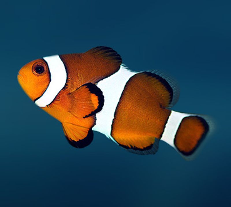 Klovnefisk / Amphiprion ocellaris