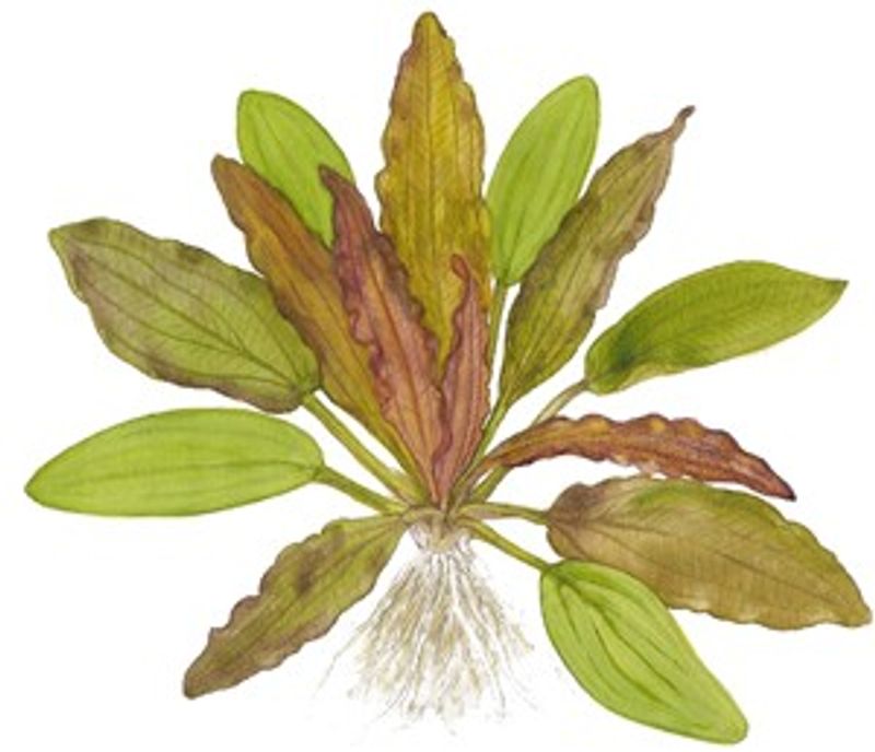 Echinodorus 