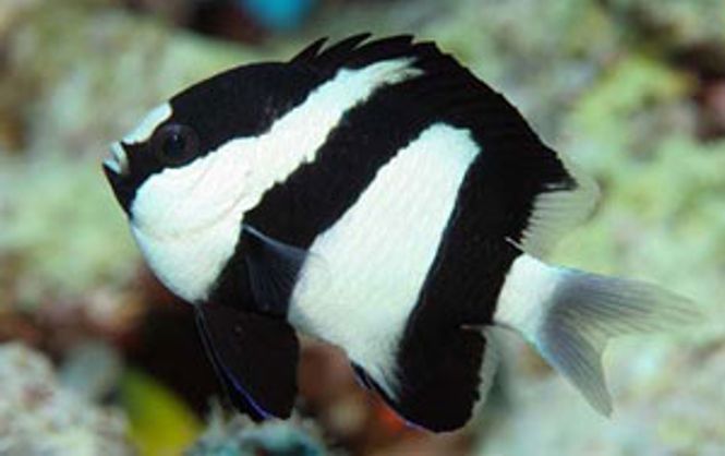 Hovedbilde Humbug damsel Dascyllus aruanus