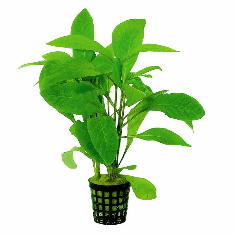 Hygrophila  corymbosa