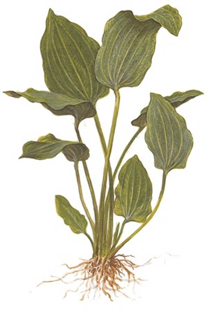 Echinodorus palaefolius - Potte