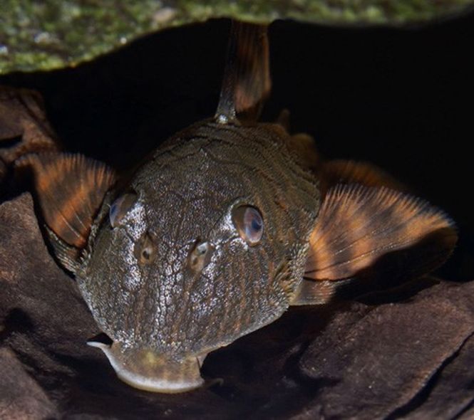 Hovedbilde L002 Panaqolus XL