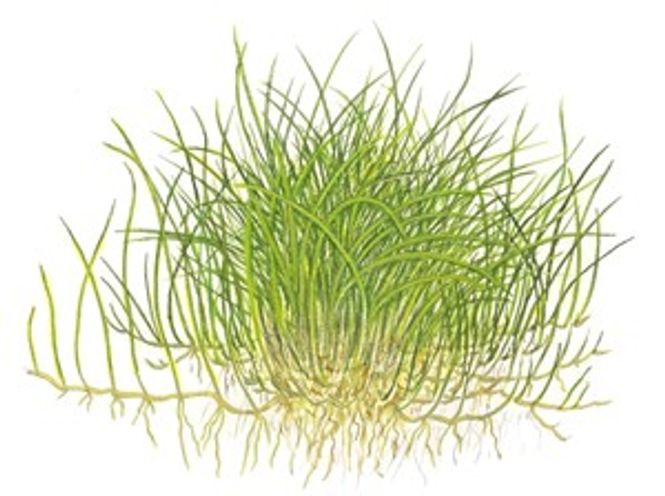 Hovedbilde Eleocharis acicularis  pad 9x11cm