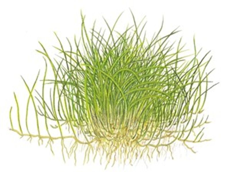 Eleocharis acicularis 