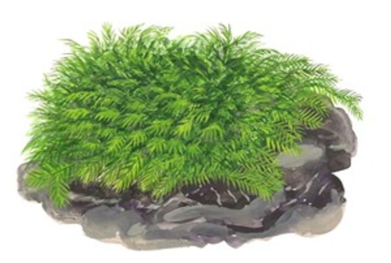 Fissidens fontanus - Porsjon