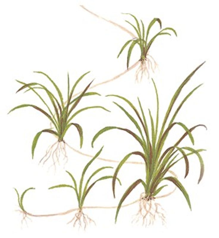 Helanthium tenellum 