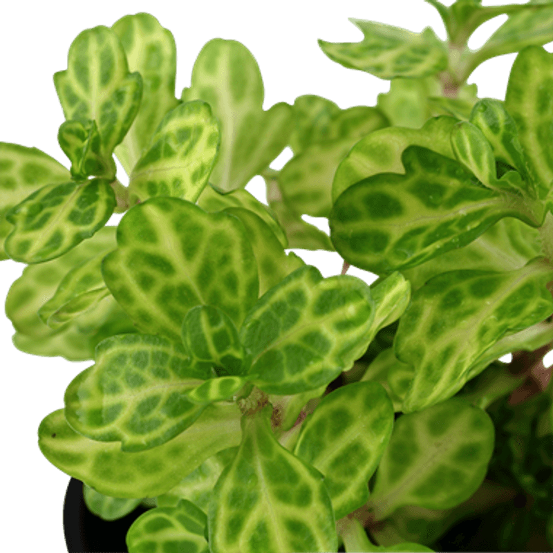 Shinnersia rivularis 