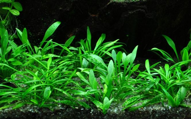 Hovedbilde Cryptocoryne parva - Invitro