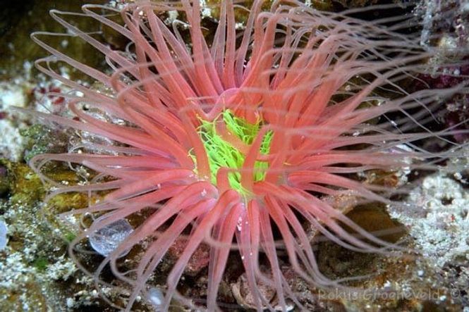 Hovedbilde Tube Anemone medium