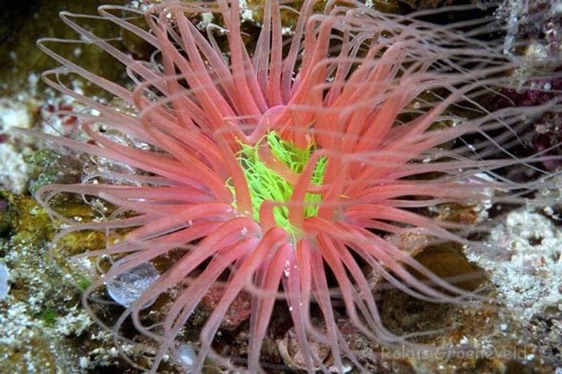 Tube Anemone medium