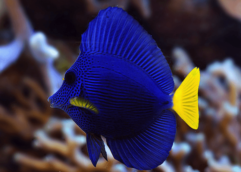 Purple Tang (Zebrasoma xanthurum)