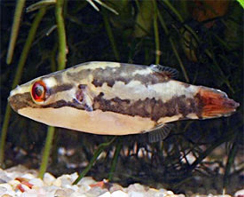 Carinotetraodon irrubesco Rødøye Kulefisk 