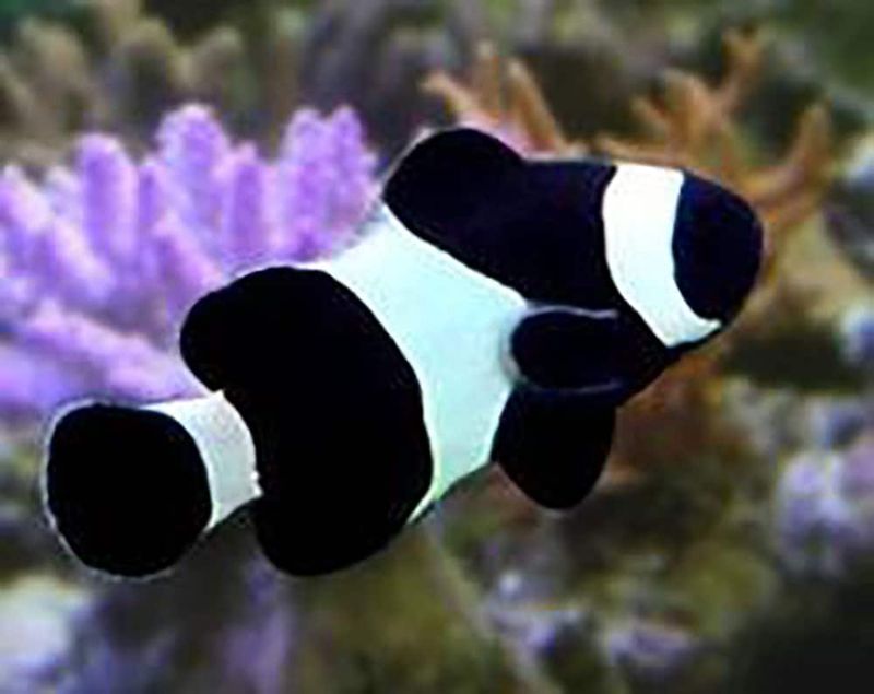 Darwin Ocellaris 