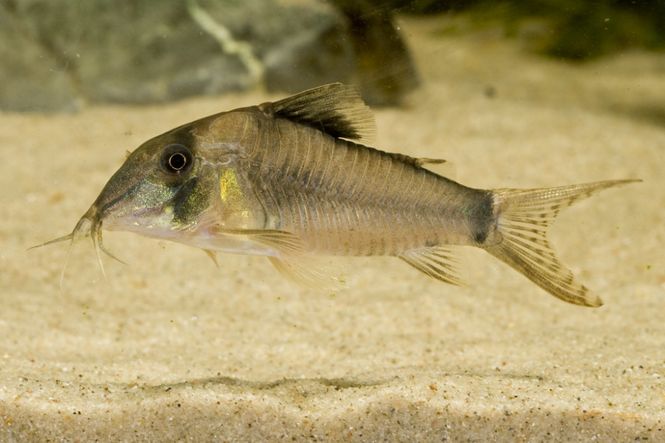 Hovedbilde Corydoras Simulatus VF  4-6cm