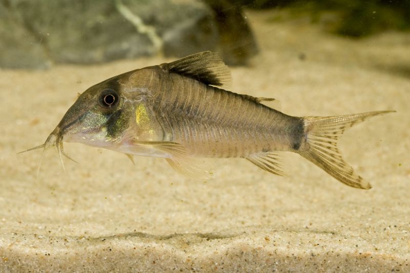 Corydoras Simulatus VF  4-6cm