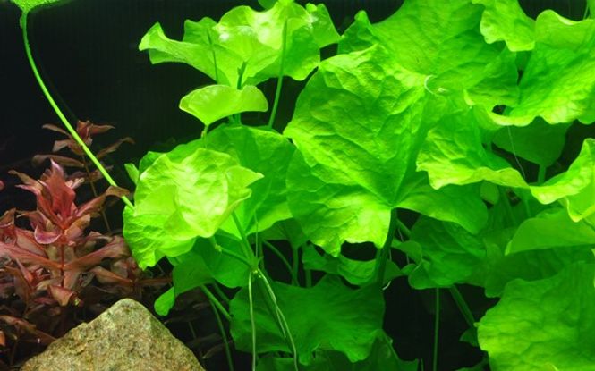 Hovedbilde Nymphoides sp 