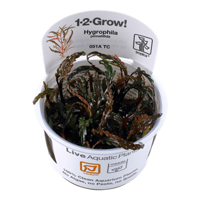 Hovedbilde Hygrophila pinnatifida -1-2 Grow!