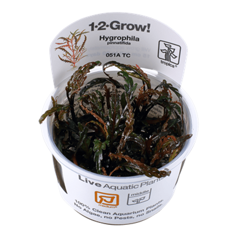 Hygrophila pinnatifida -1-2 Grow!