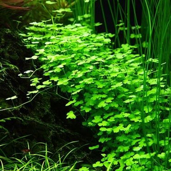 Hovedbilde Hydrocotyle tripartita - 1-2 Grow!