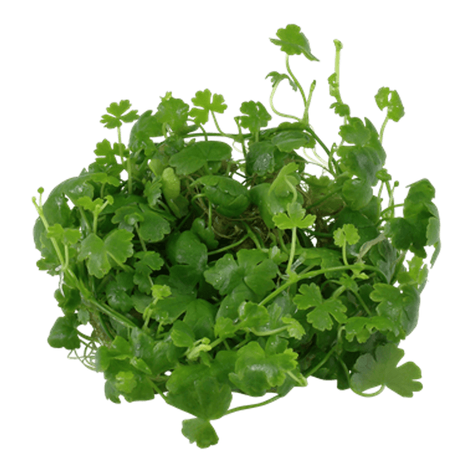 Hovedbilde Hydrocotyle tripartita - 1-2 Grow!