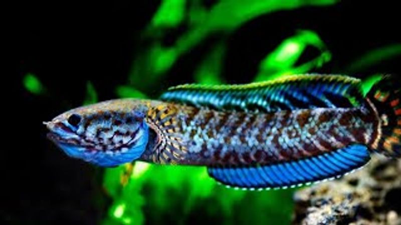 Channa andrao Blue rainbow 