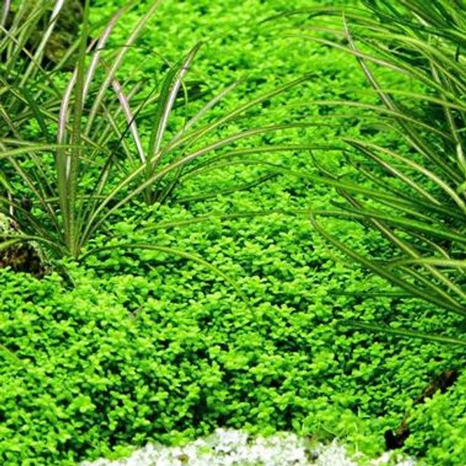 Hovedbilde Hemianthus callitrichoides 