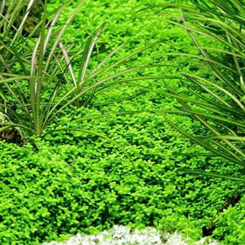 Hemianthus callitrichoides 