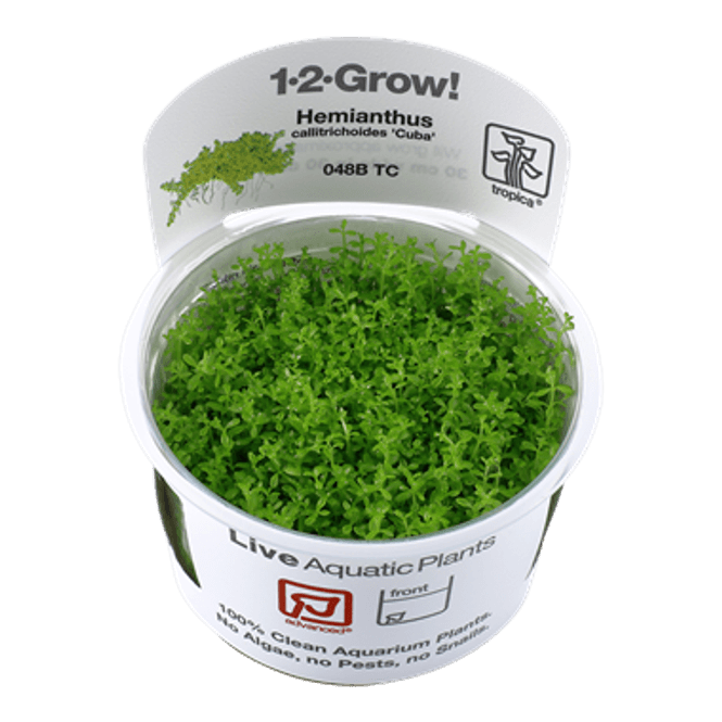 Hovedbilde Hemianthus callitrichoides 