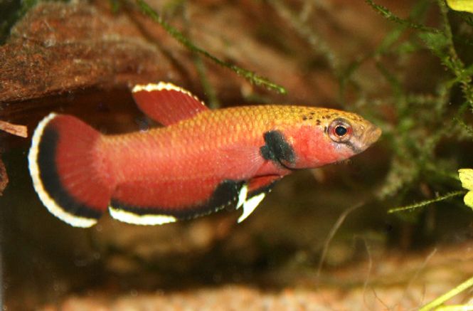 Hovedbilde Betta channoides F1