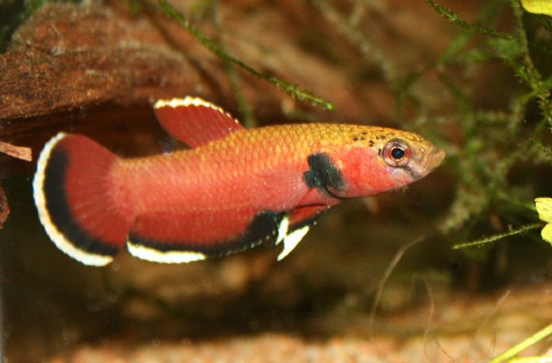 Betta channoides F1