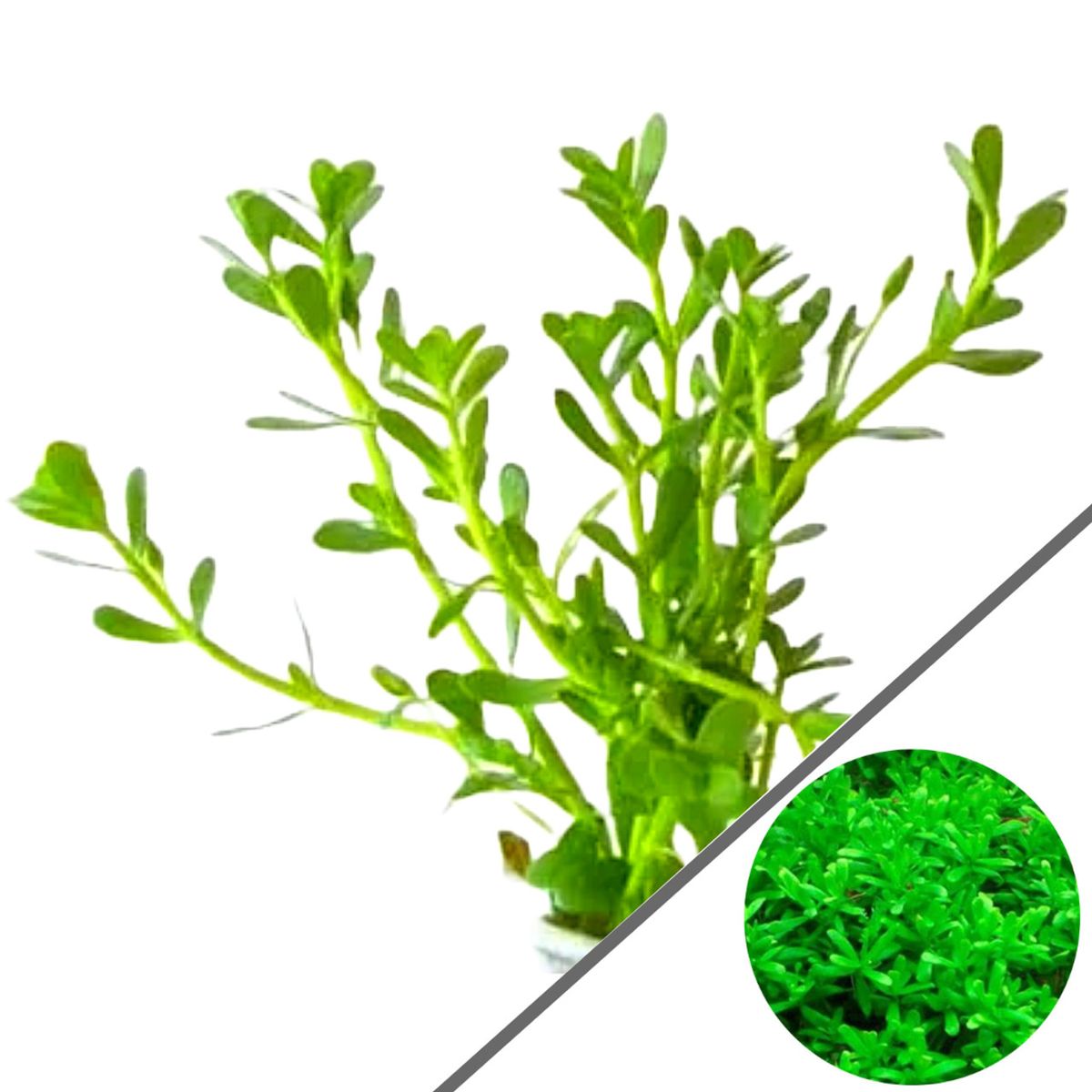 Hedyotis salzmannii Akvarieplante 