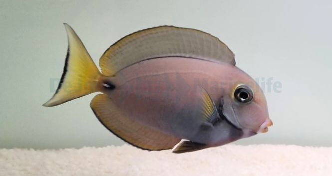 Hovedbilde Acanthurus leucocheilus